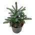 Picea pungens 'Super Blue Seedling'