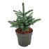 Picea pungens 'Super Blue Seedling'