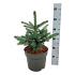 Picea pungens 'Super Blue Seedling'