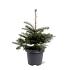 Abies koreana