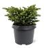 Picea abies 'Little Gem'