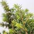 Picea abies 'Little Gem'
