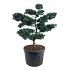 Pinus parviflora 'Negishi'