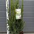 Taxus media ' Rising Star' 