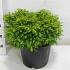 Picea abies 'Little Gem'