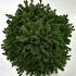 Picea glauca 'Echiniformis'