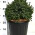 Picea glauca 'Echiniformis'