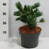 Pinus parviflora 'Negishi'