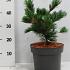 Pinus parviflora 'Negishi'