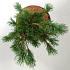 Pinus parviflora 'Negishi'