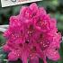 Rhododendron 'Anah Kruschke'