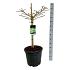 Ginkgo biloba 'Mariken'