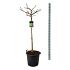 Ginkgo biloba 'Mariken'