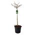 Ginkgo biloba 'Mariken'