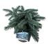Picea pungens 'Karpaten'