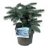 Picea pungens 'Karpaten'