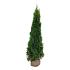 Thuja occ. 'Smaragd'