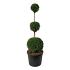Thuja occ. 'Smaragd'