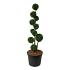Thuja occ. 'Smaragd'