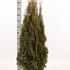 Thuja occ. 'Smaragd'