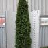 Thuja occ. 'Smaragd'