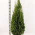 Thuja occ. 'Smaragd'