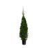 Thuja occ. 'Smaragd'