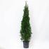Thuja occ. 'Smaragd'