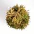 Thuja occ. 'Smaragd'