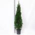 Thuja occ. 'Smaragd'
