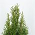 Thuja occ. 'Smaragd'