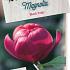 Magnolia Black Tulip