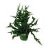 Chamaecyparis o. 'Teddy Bear'