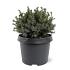 Picea glauca 'Echiniformis'