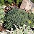 Picea glauca 'Echiniformis'