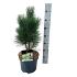 Pinus nigra 'Green Tower'