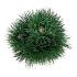 Pinus nigra 'Green Tower'
