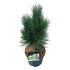 Pinus nigra 'Green Tower'