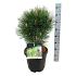 Pinus nigra 'Green Tower'