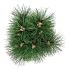 Pinus nigra 'Green Tower'