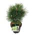 Pinus nigra 'Green Tower'