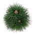 Pinus nigra 'Green Tower'