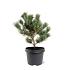 Pinus parviflora 'Negishi'