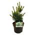 Pinus parviflora 'Negishi'