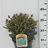 Picea glauca 'Echiniformis'