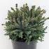 Picea glauca 'Echiniformis'