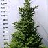 Abies koreana