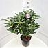 Rhododendron 'Roseum Elegans'