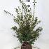 Osmanthus burkwoodii