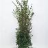 Osmanthus burkwoodii